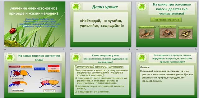 Какое значение членистоногих. Значение членистоногих в жизни человека. членистоногие значение в природе. значение членистоногих в природе и жизни человека. разнообразие и роль членистоногих в природе.