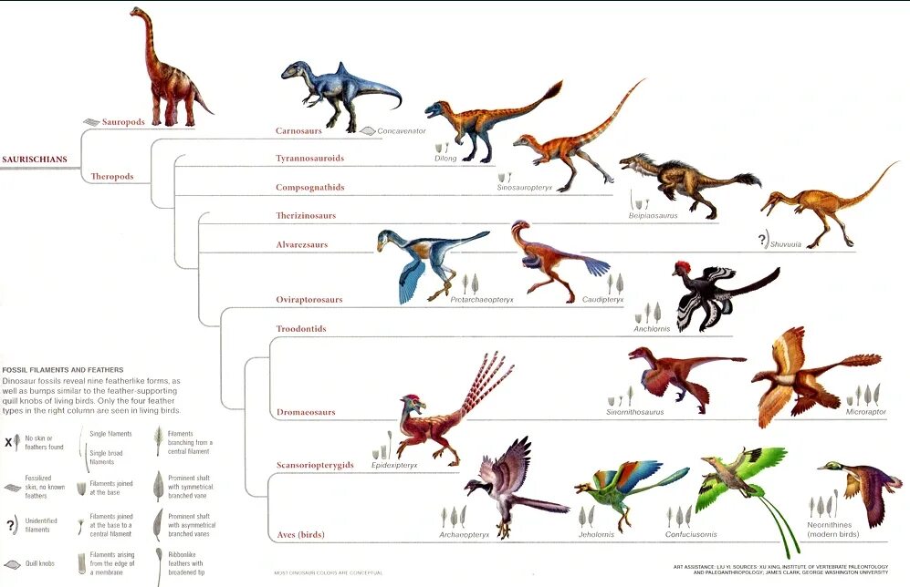 Филогенетическое Древо птиц. Филогенетическое Древо динозавров. Археоптерикс Эволюция птиц. Эволюционное Древо динозавров.