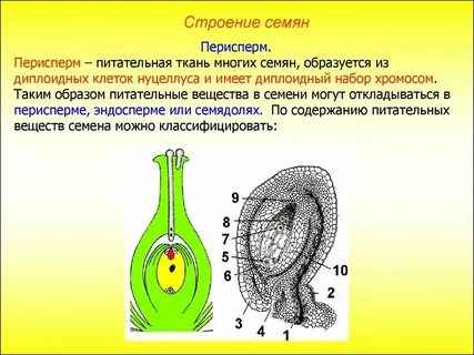 Зародыш семени какой набор хромосом