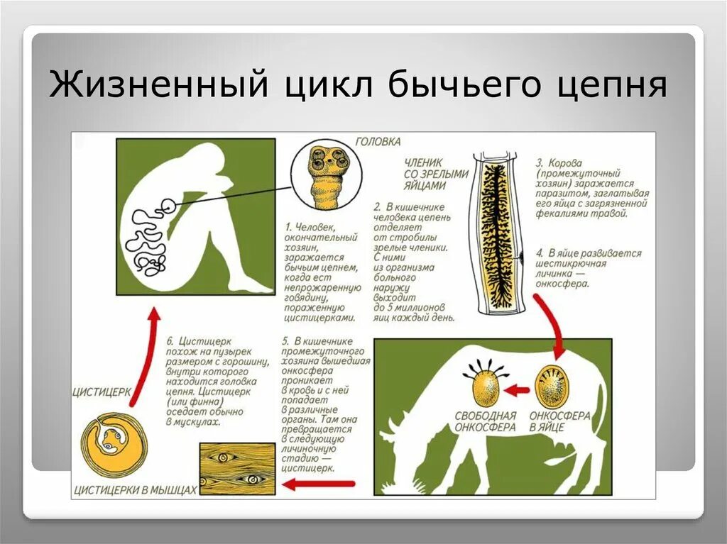 Жизненный цикл бычьего цепня начиная с яиц