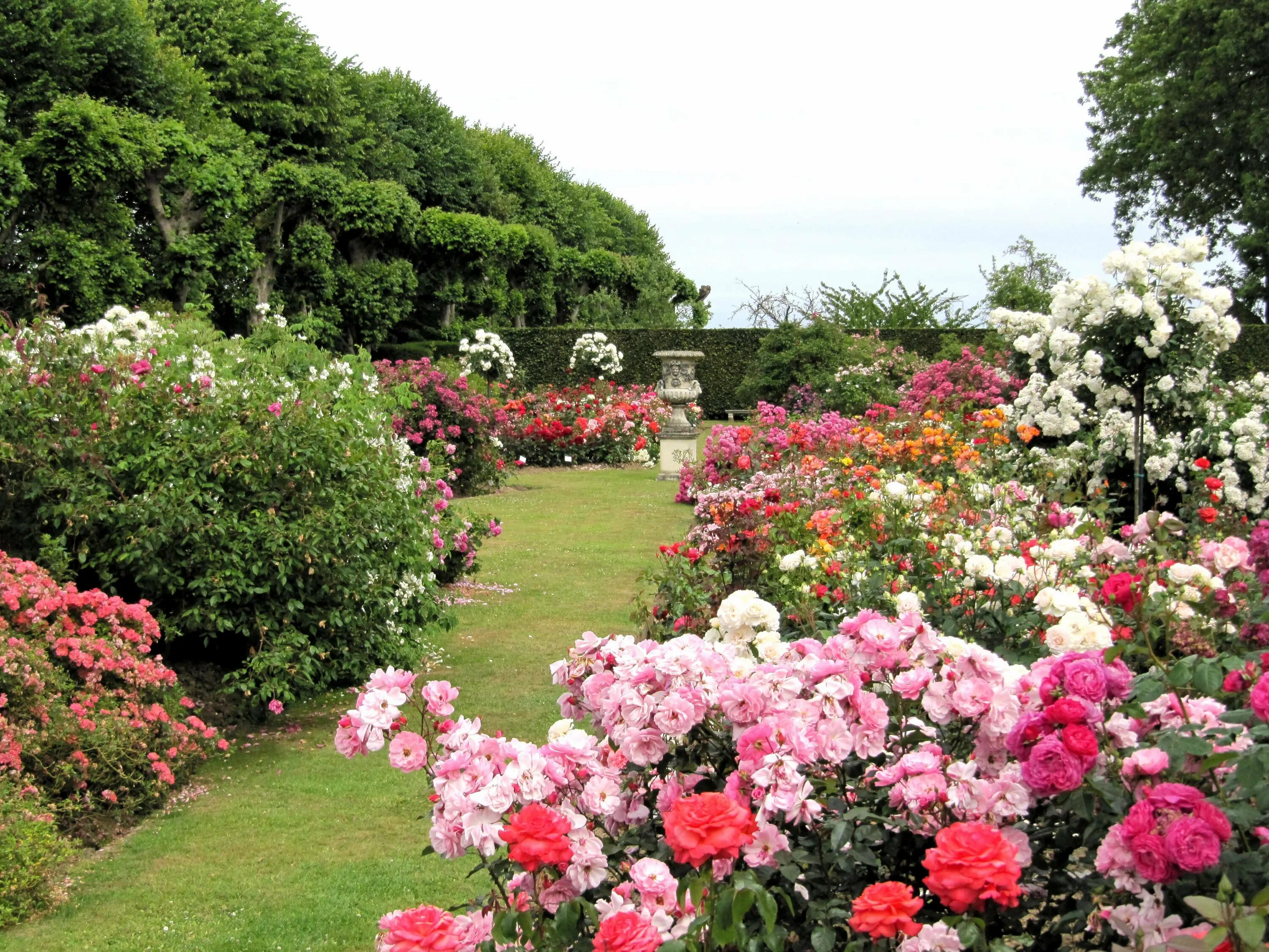 Лучшие розы для сада. Розарий Багатель Франция. Моносад розарий.