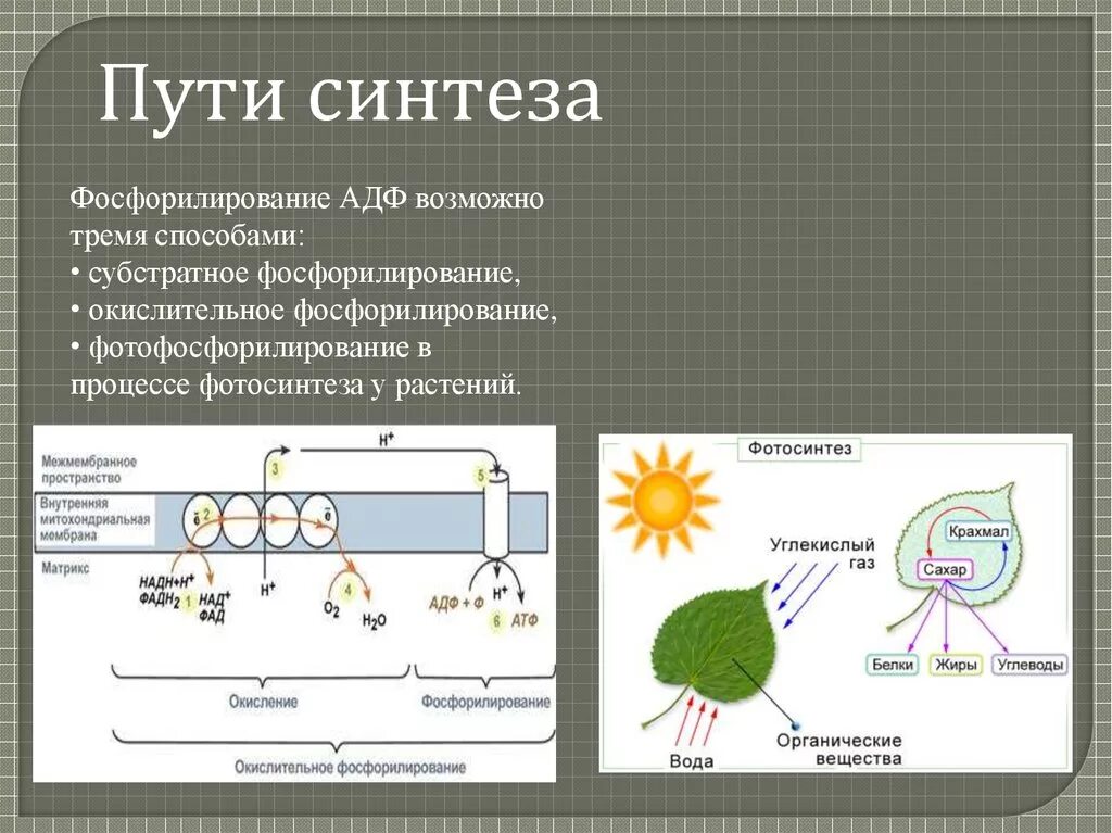 Атф поглощается. АТФ И АДФ В растениях. Место синтеза АТФ растительной клетки. Схема фотосинтеза АДФ И АТФ. АТФ И АДФ В растительных клетках.