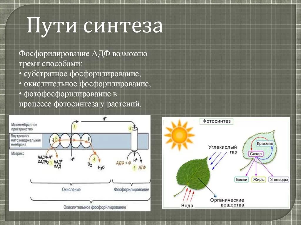 Откуда берется атф