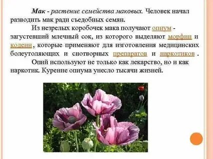 Систематика мака