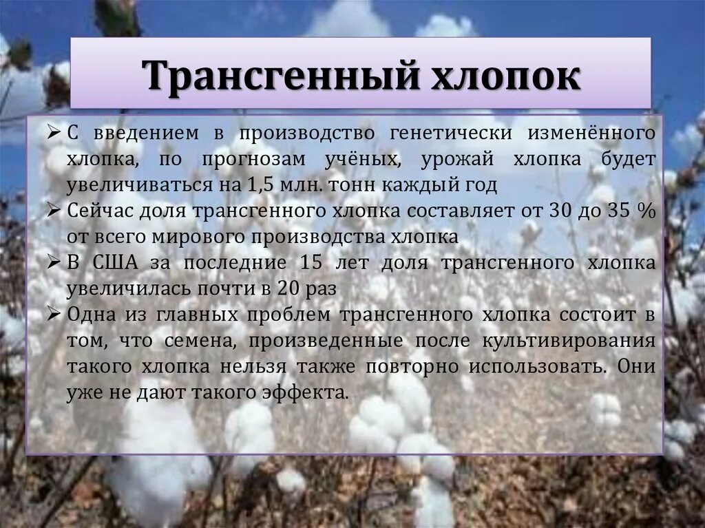 Назначение хлопка. Хлопок краткое описание. Из чего состоит хлопок. Генно модифицированный хлопчатник. Из чего состоит хлопчатник.