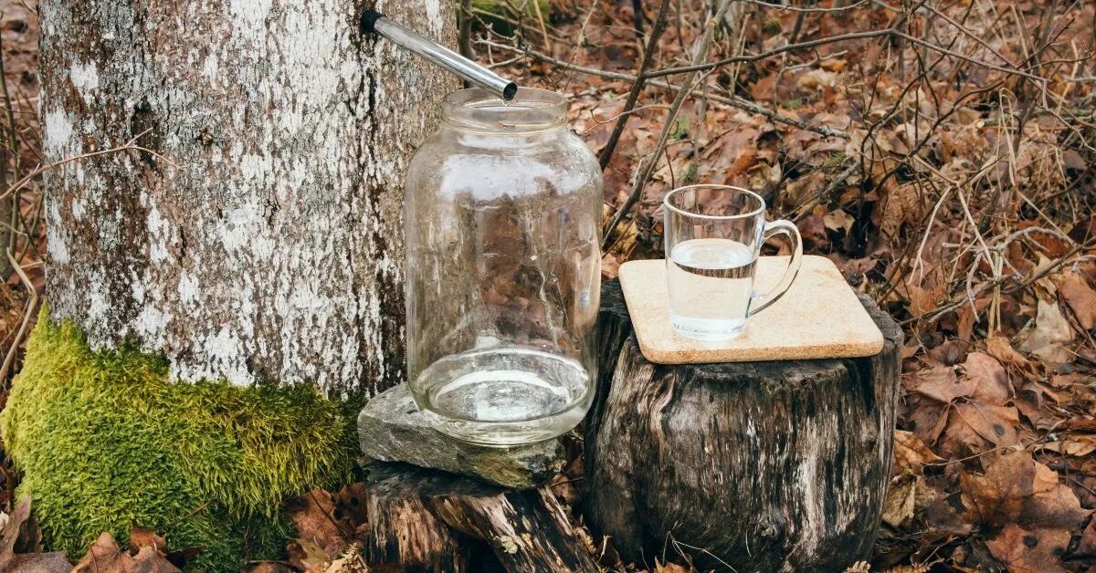 Из каких деревьев пьют сок. Кленовый сок. собрать кленовый сок. с каких деревьев можно собирать сок весной. сок какого дерева собирают весной.