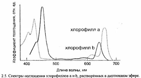 Хлорофиллы поглощают какой свет