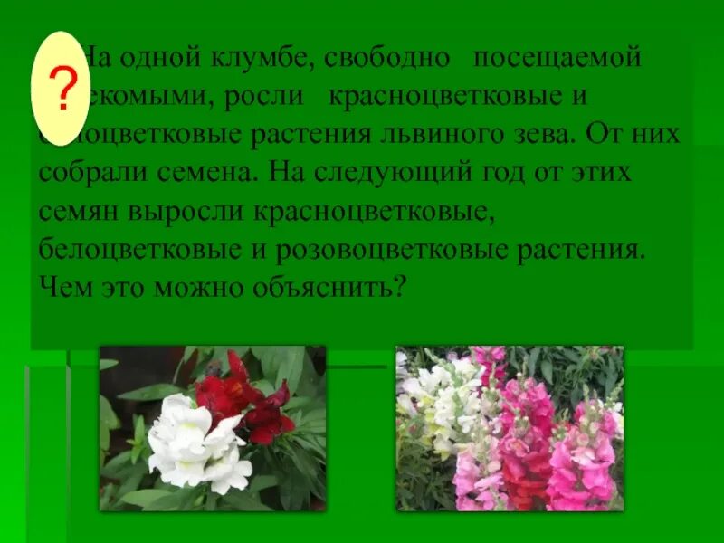 В популяции растений львиного зева. Скрещиваются красноцветковые и белоцветковые растения львиного зева. Львиный зев зеленые страницы. Наблюдение за растением львиный зев. Недозревшие семена львиного зева.