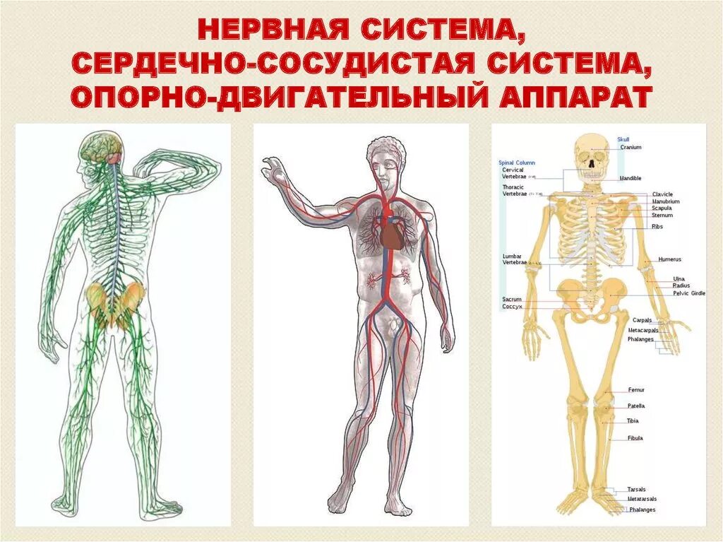 Изображения систем органов человека. Опорно двигательный аппарат. Опорно-двигательный аппарат человека рисунок. Опорно двигательный аппарат схема. Изображение опорно двигательной системы человека.