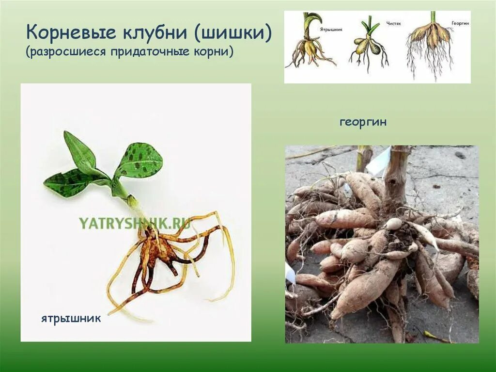 Видоизмененные корни клубеньки. Георгин корневые клубни. Ятрышник корневые клубни. Видоизменения корня корневые клубни. Георгин корневые шишки.