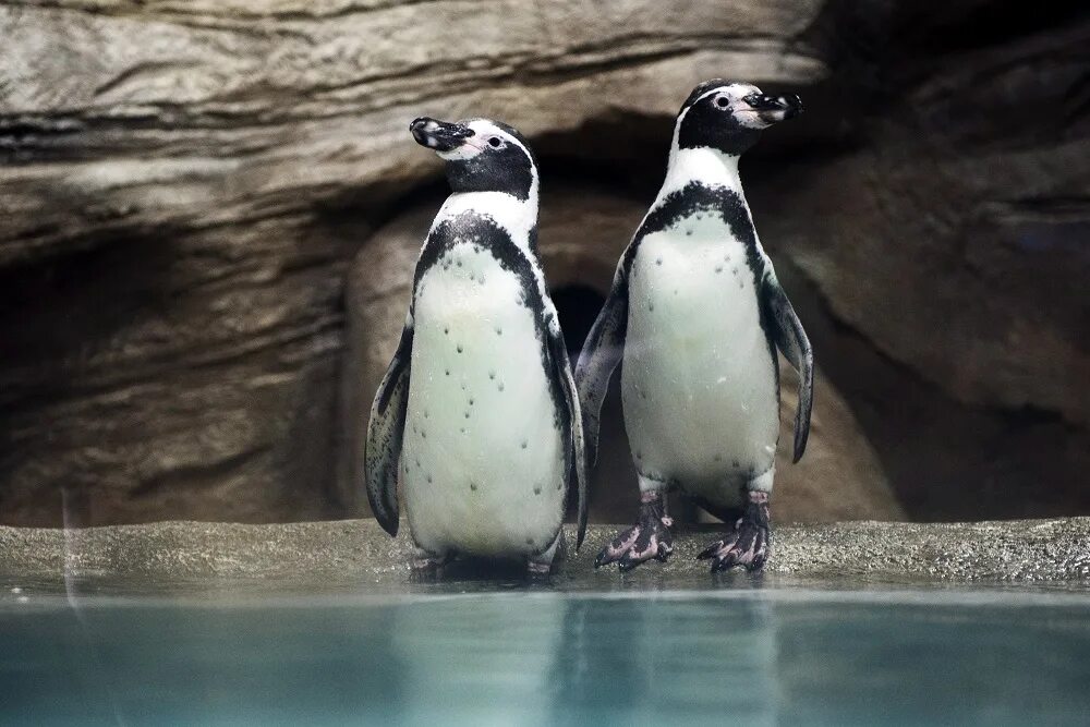 Пингвин гумбольдта. Пингвины Гумбольдта океанариум. Пингвины Приморский океанариум. Пингвин Гумбольдта Самара океанариум.