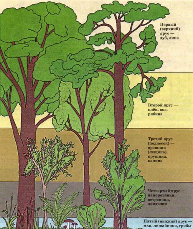 Растительное сообщество рисунок. Ярусность Лесной экосистемы. Ярусность Дубравы. Лесные этажи ярусы лиственного леса. Пятый ярус широколиственного леса.