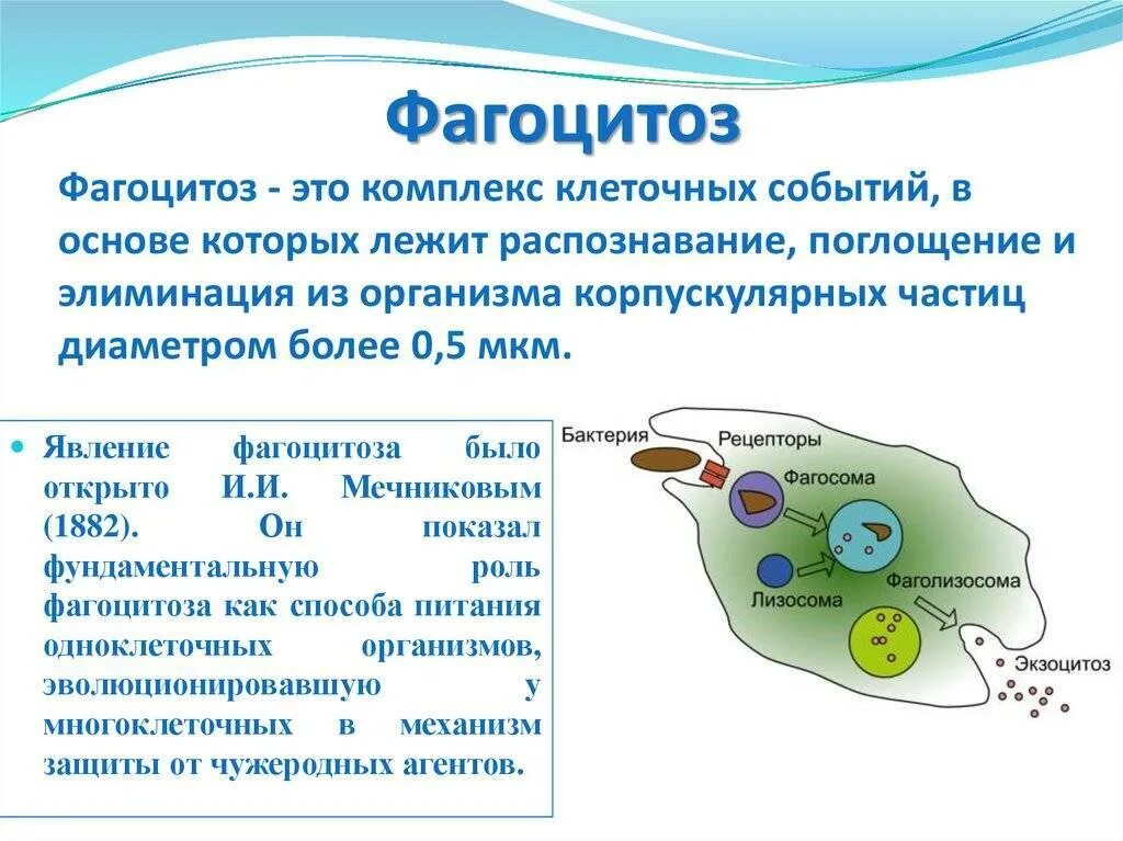 Может осуществлять фагоцитоз способен к амебоидному движению. Клетки фагоцитоза иммунология. 4 Стадии фагоцитоза иммунология. Фагоцитоз биологические процессы. Механизмы фагоцитоза лейкоцитов.