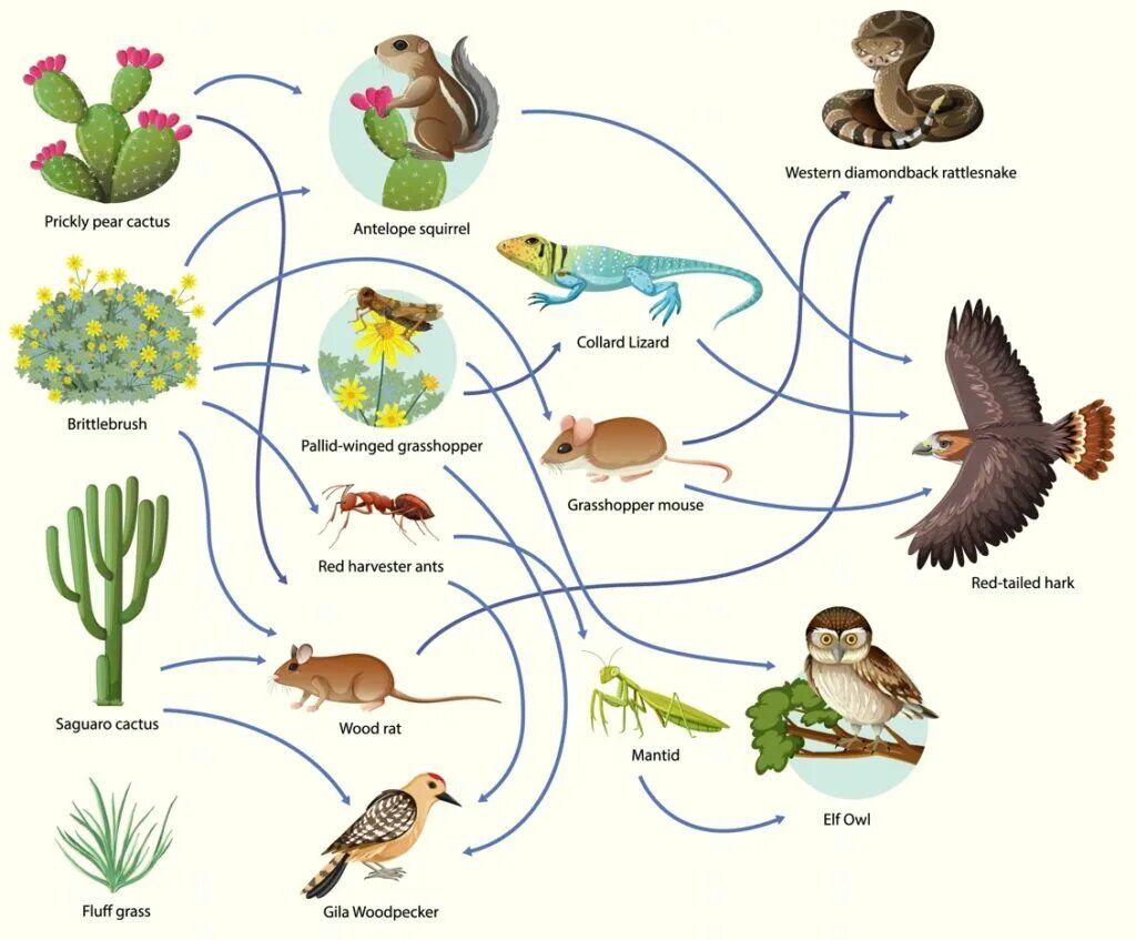 Пищевая сеть. Пищевая сеть по биологии. Пищевая цепочка животных. Пищевая сеть рисунок. Цепь питания желуди