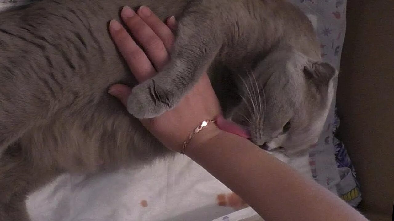 Кошка родила видео