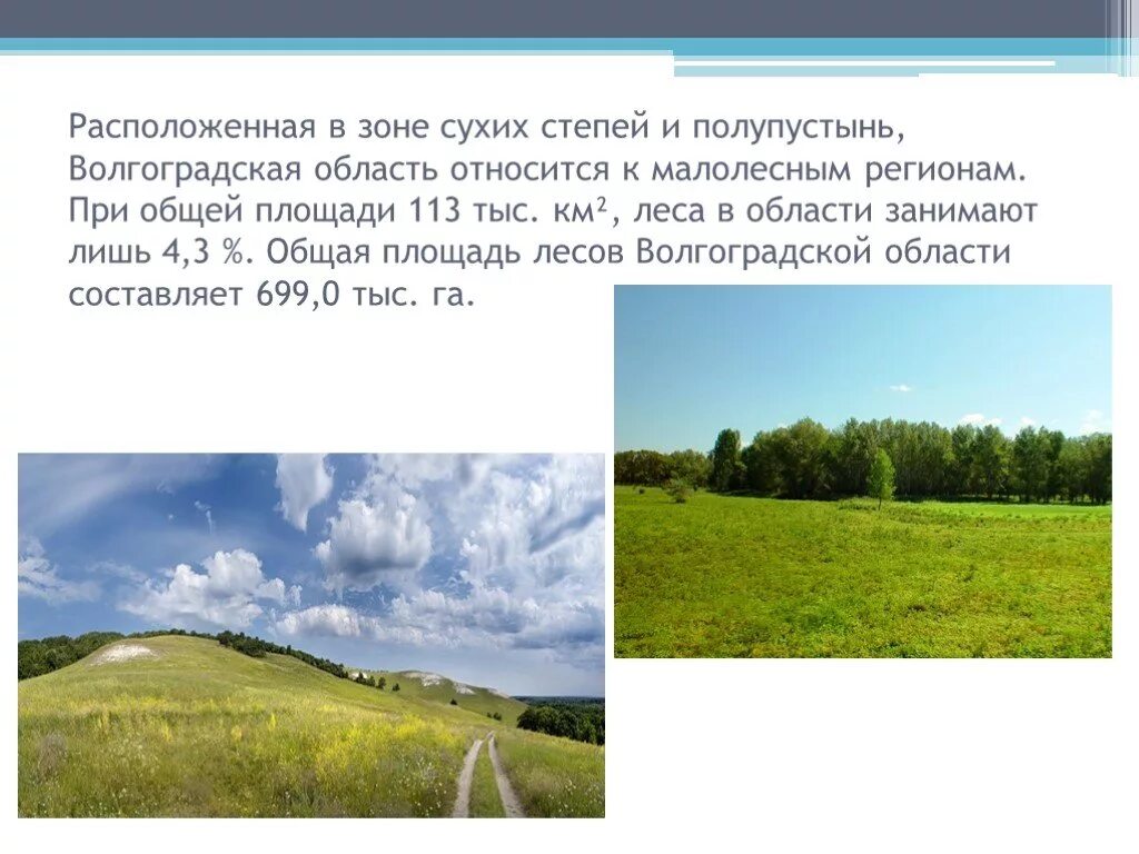 Степная зона Волгоградской области. Природные зоны Волгоградской области. Сообщение про леса Волгоградской области. Природные зоны Волгоградского района. Какая природная зона в волгоградской области