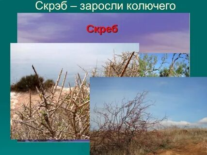 Что такое скрэб