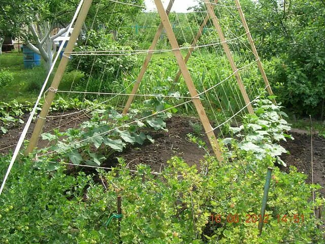 MOLOKO.... FOR OGUPCA ! There's a black aphid in your cucumber pocket. The leave