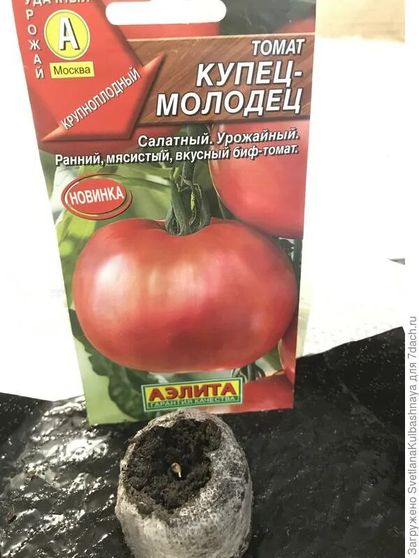 купец сорт помидор. сорт томата молодчина. молодец на помидор.