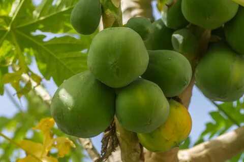 Paw awk one fruit