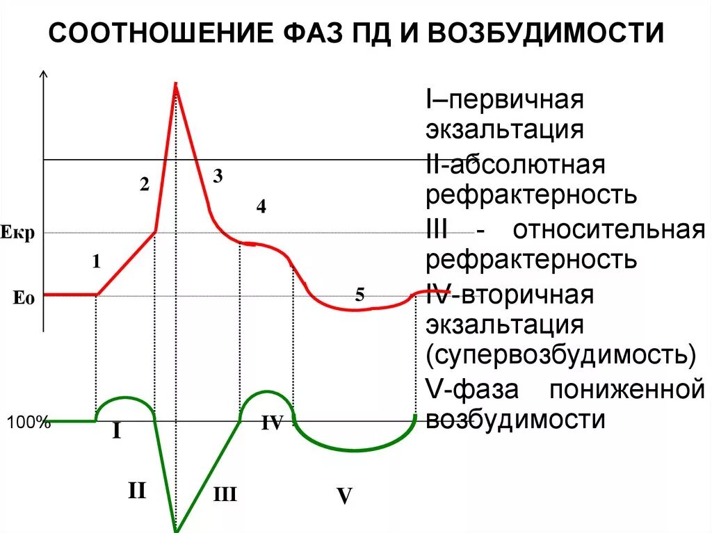 4 фазы с 100. 4 фазы с 100