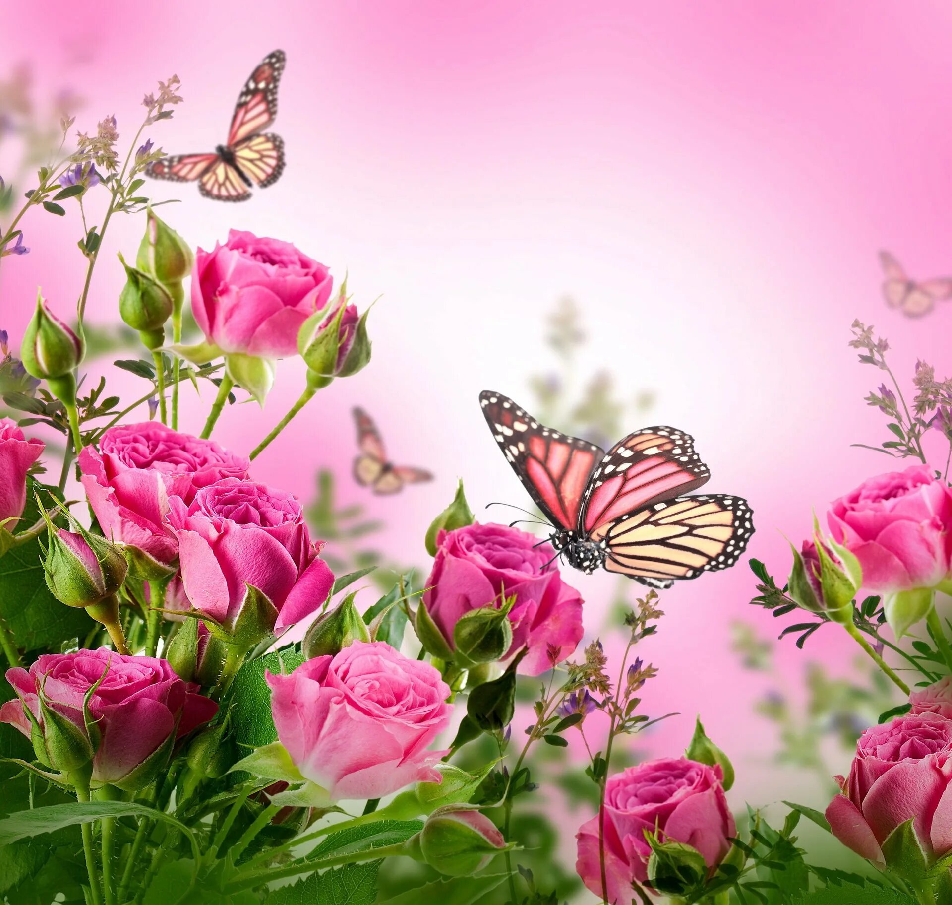 Красивого дня картинки. Фон с цветами. Красивый фон с цветами. Роза и бабочка. Открытка цветы.
