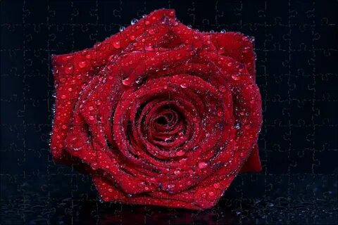 Best rose