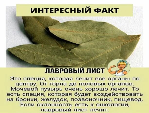 Лечение листом. Лавровый лист для суставов. Лавровый лист. Лечение листом. Лаврушка антипаразитарка.