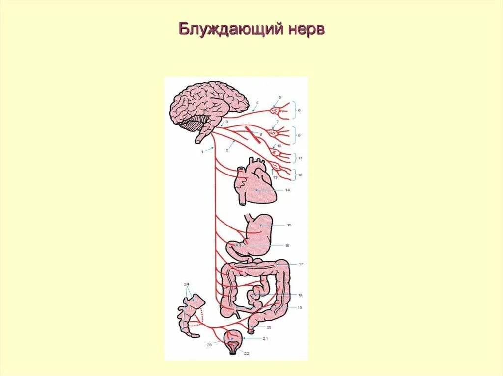 Блуждающий нерв рисунок. Блуждающий нерв. Блуждающий нерв солнечное сплетение. Воспаление блуждающего нерва. Что такте блуждащийнерв.