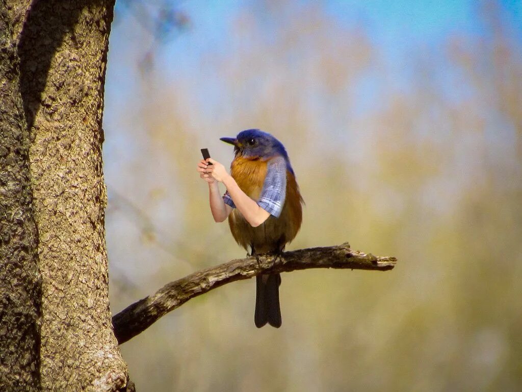 Make me a bird