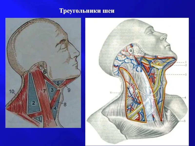 Треугольники мышц. Треугольники мышц