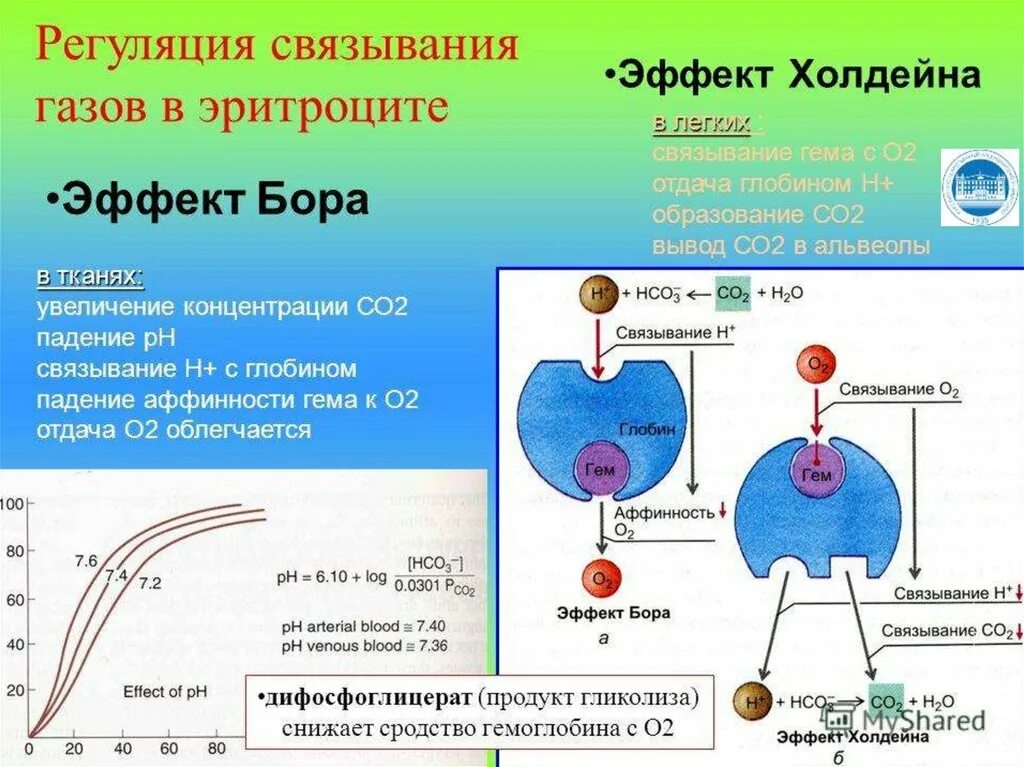 Эффект холдейна. Эффект холдейна физиология. эффект холдейна дыхание. эффект бора и холдейна. опыт холдейна дыхание.