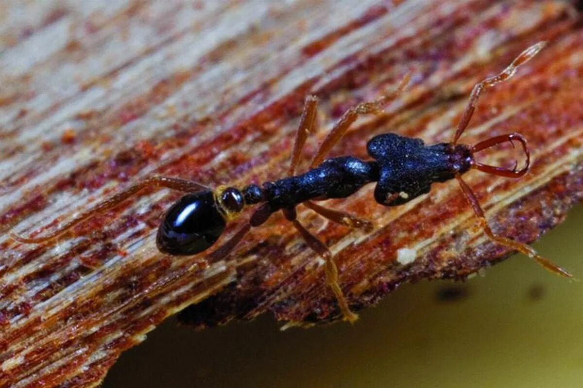 Муравьиный вид. Муравей Салтатор. Harpegnathos Saltator. Породы муравьёв. Новый вид муравьев.
