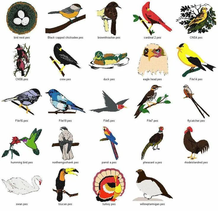 Названия птиц на английском. Названия животных и птицанглийски. Птицы на букву а. Разные птицы с названиями.