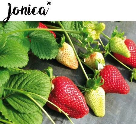 Клубника сорт Джоли описание, посадка, уход, отзывы