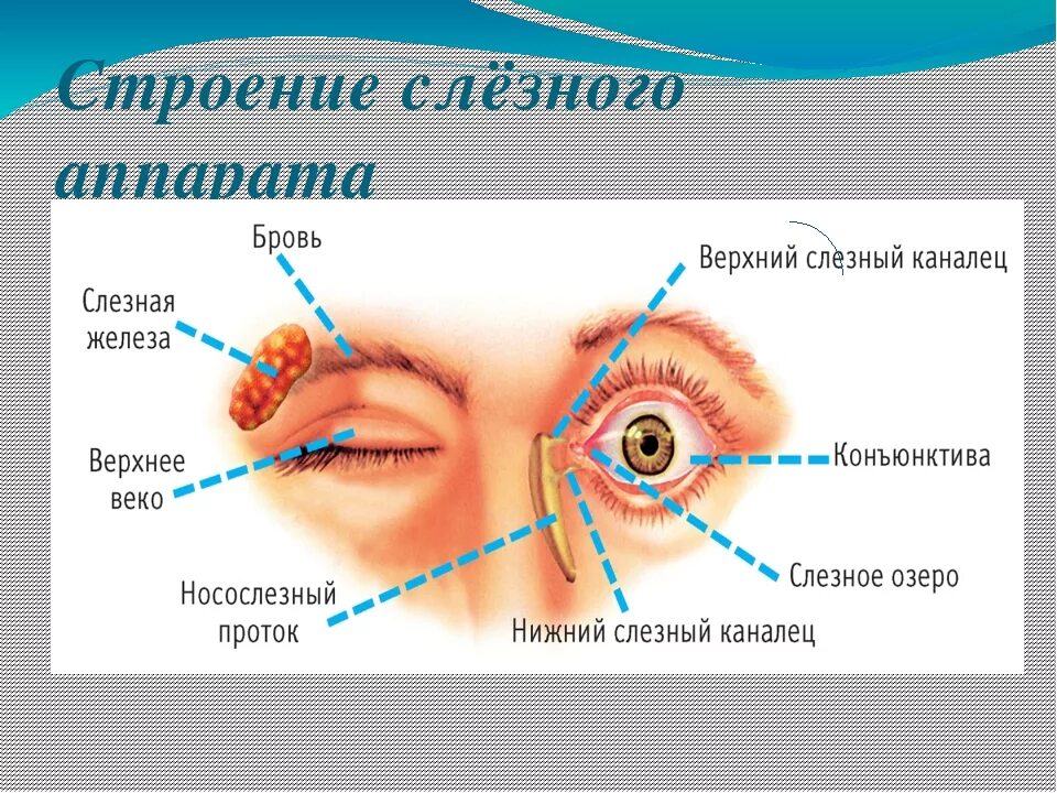 Строение слезной железы. Слезная железа и слезный мешок. Строение глаза слезный мешок , железа. Структуры слезного аппарата анатомия. Строение слезного канала и слезного мешка.