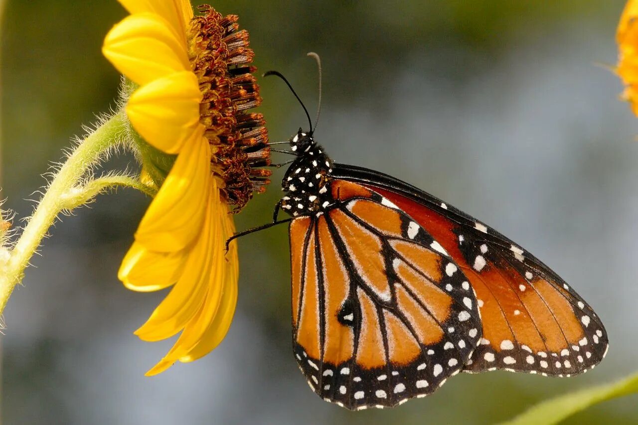 Северный монарх. Северный монарх. Monarch бабочка. Бабочка монарх северной америки. Бабочка данаида.