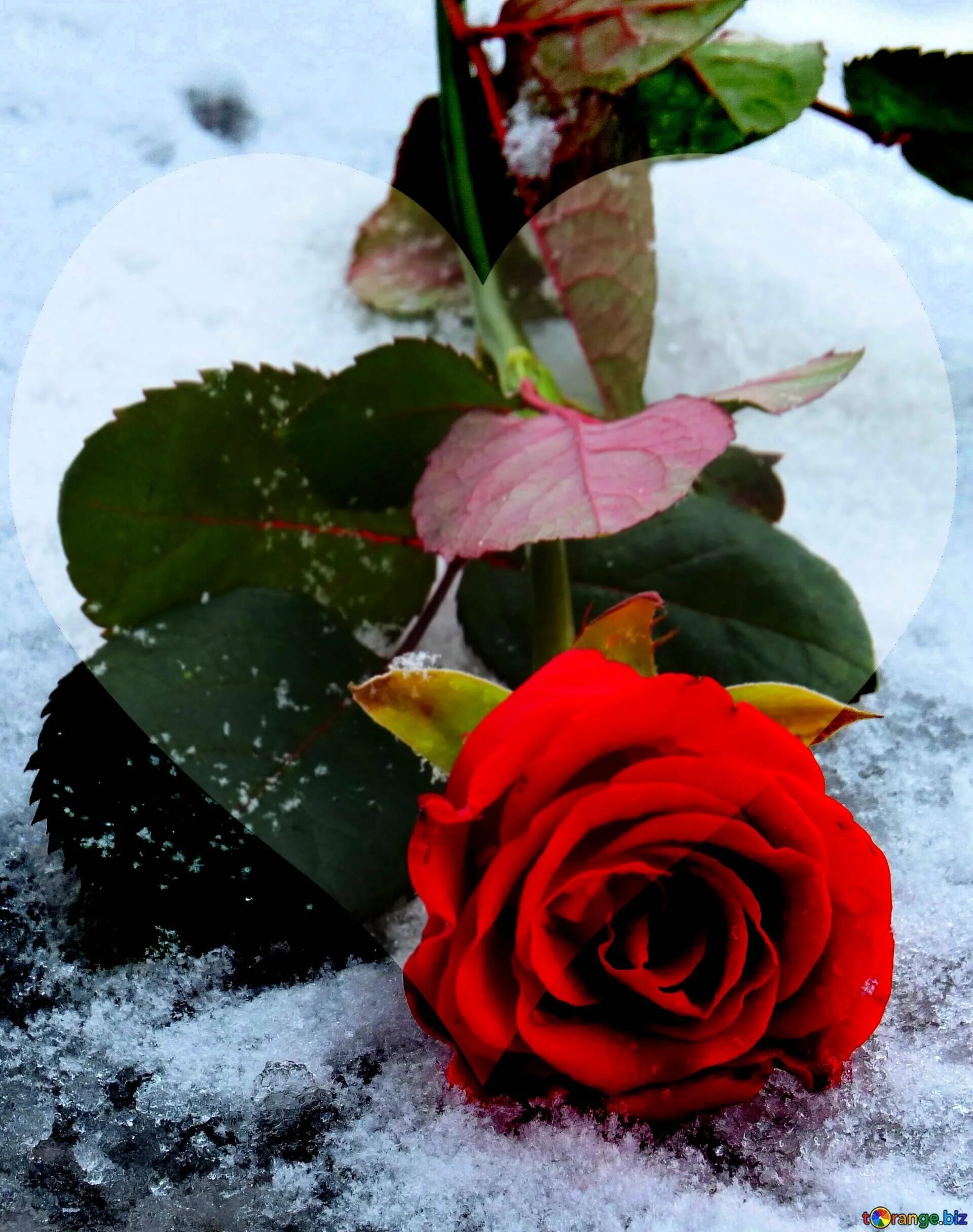 Красные цветы зимние розы. Цветы в снегу. Розы на снегу. Цветы зимой. Шикарные розы и снег.