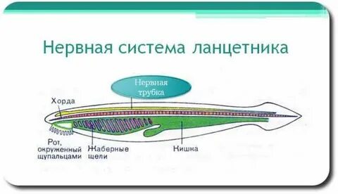 Ланцетник сколько камер