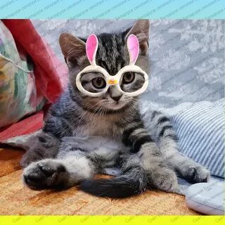 Чудо кот слушать