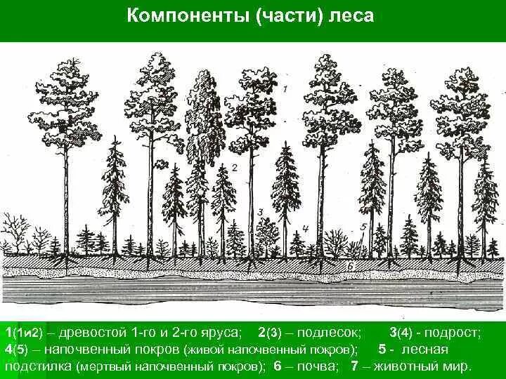 Элементы леса перечислить. Ярусность древостоя леса. Дреаостой подроси подоесок. Ярусность соснового леса схема. Структура древостоя.