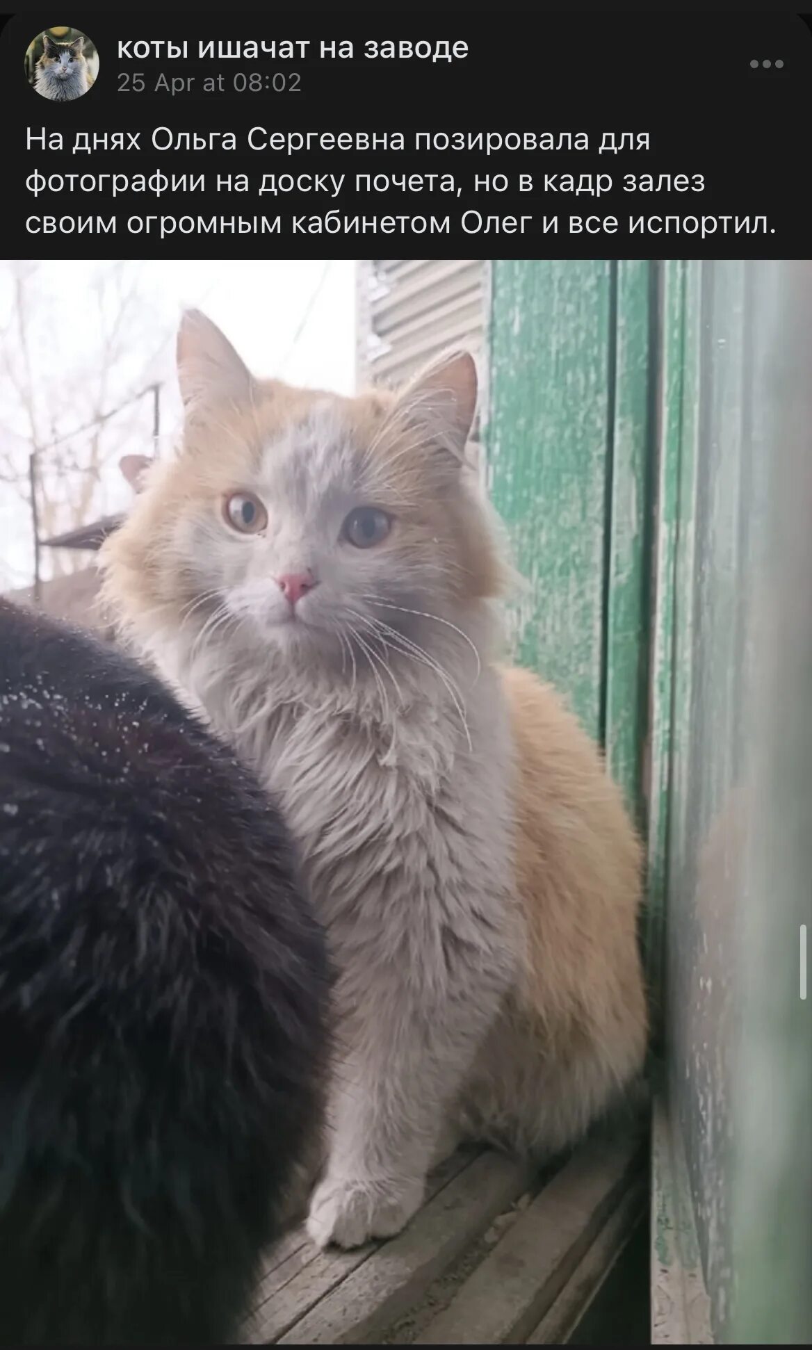 Кот на заводе мем. Заводские коты. коты ишачат на заводе. ишачишь картинки.