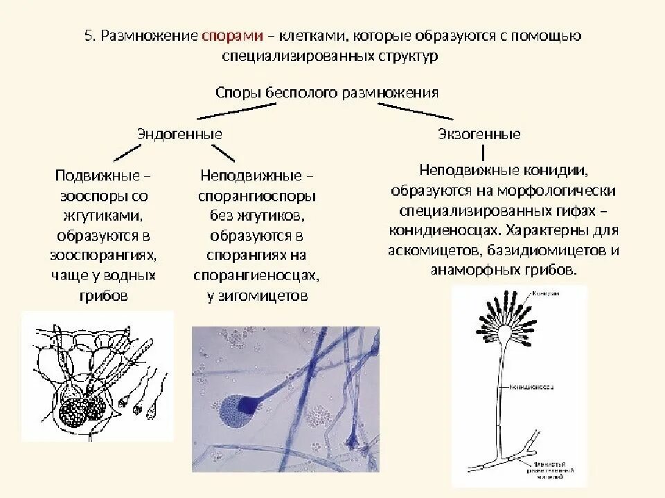 Какая структура образуется при размножении