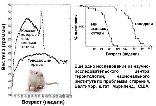 Продолжительность жизни мыши. Продолжительность жизни крысы. Срок жизни крысы. Средний Возраст крысы. Продолжительность жизни домашних крыс.