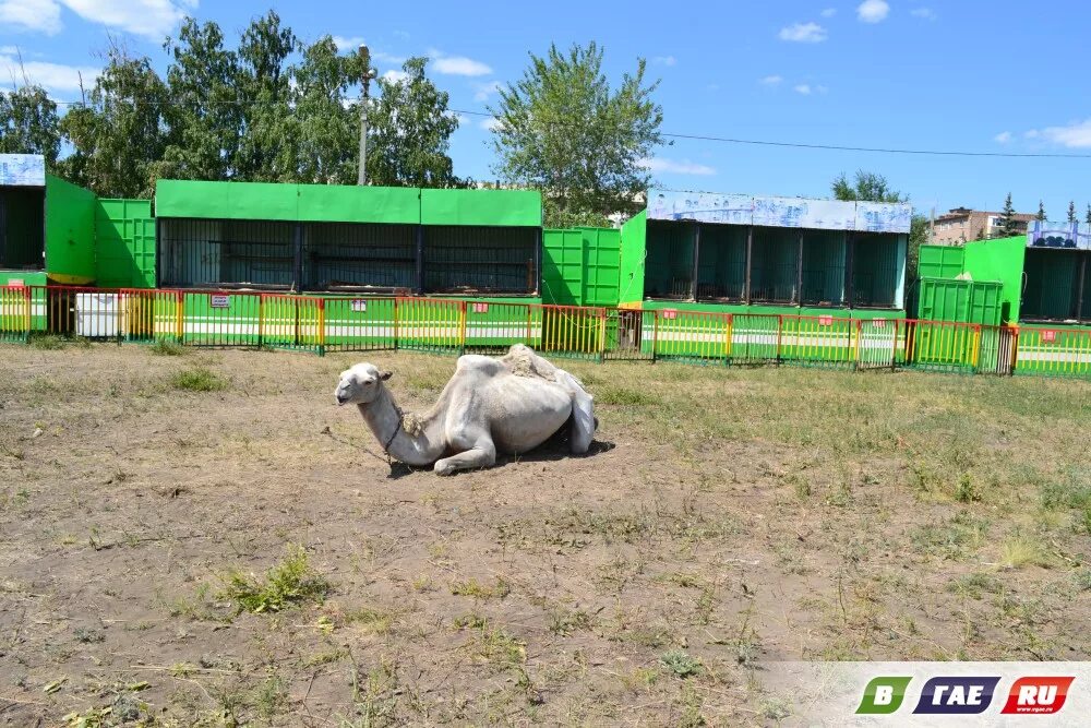 Приехал зоопарк. Сургут зоопарк животные. Белгородский зоопарк картинки фото. К нам приехал зоопарк донецк. Зоопарк приехал.