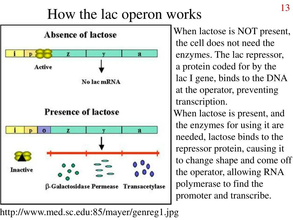 Lac оперон. Lac operon mechanism. What is Lac operon. Сплайсинг Lac-оперона. Take off транскрипция