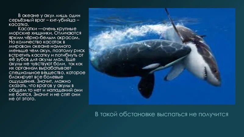 Как акула защищается от врагов. Касатка презентация. враги касаток. как кит защищается от врагов. информация о касатке.