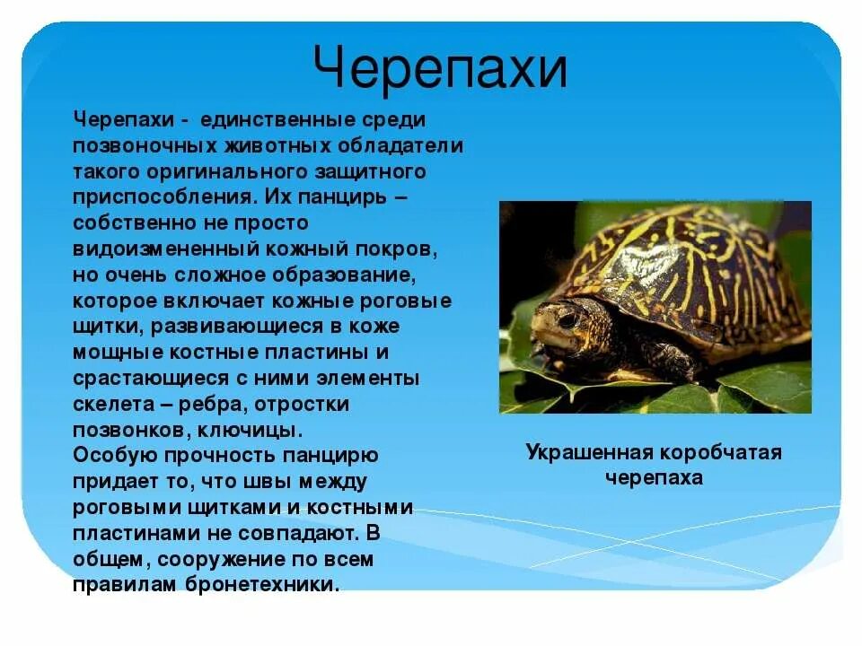 Особенности строения черепахи. Доклад о позвоночном животном. презентация на тему черепахи. информация о черепахе. пресноводные черепахи презентация.