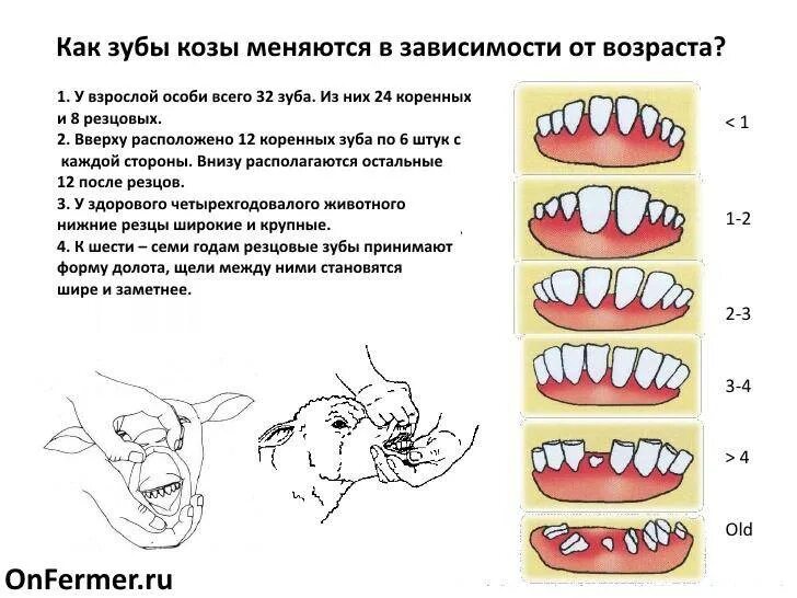 Какие зубы есть у животных. Определение возраста теленка по зубам. как определить возраст козы по зубам. определение возраста животных по зубам. определение возраста барана по зубам.