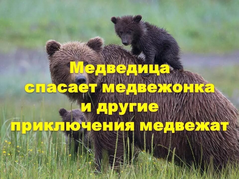 Мишка спасай друзей